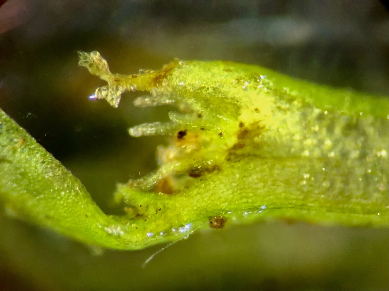 Pellia neesiana